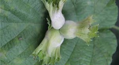 Fındık Üreticilere Külleme Hastalığı Uyarısı