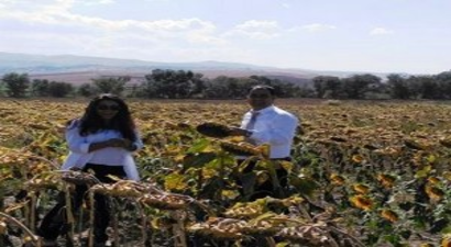 Yağlık Ayçiçeği ve Patates Demonstrasyonları Olumlu Sonuç Verdi