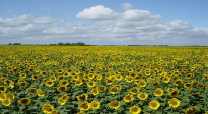 Yağlık Tohum Alanları Genişliyor