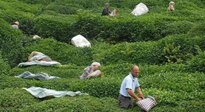 ÇAYKUR Yaş Çay Alımı Ve Ödemelerini Tamamladı
