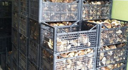 Yenice`de Toplanan Ayı Mantarları İhraç Ediliyor