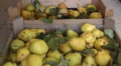 Yerli Armut Revaçta