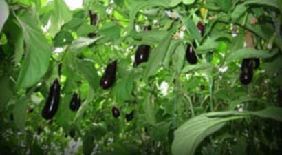 Ağaçta Patlıcan Yetiştirdiler