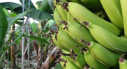 Alanya`da Muz Üretimi Örtü Altına Girdi