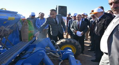 Anıza Ekim Yaygınlaşıyor