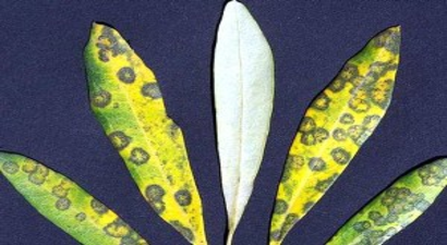 Milas`ta Zeytinde Halkalı Leke Hastalığıyla Mücadele Başlatıldı