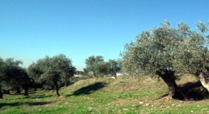 Aydınlı Zeytinci Sezona Umutlu Girdi