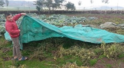 Bitlis`te Sebzeler Soğuktan Naylonla Korunuyor