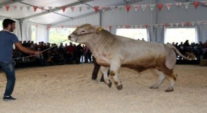 Canlı Hayvan Fuarı Yaklaşık 55 Bin Kişiyi Ağırladı