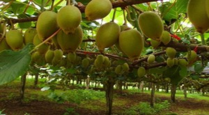 Çarşamba`da Tarla Günü