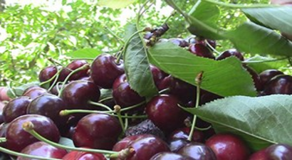 Çin`e Kiraz İhracatı, Üreticinin Yüzünü Güldürdü