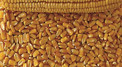 Burdur`da Danelik Mısır Üretimi Yapıldı