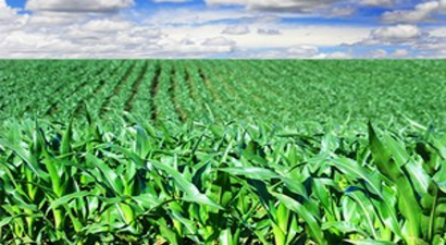 EFSA`dan Bitki İlaçları Konusunda Rahatlatan Açıklama