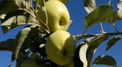 Elma Rekoltesinde Rekor Artış