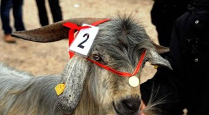 `En Güzel Keçi`ye Vali`den Altın