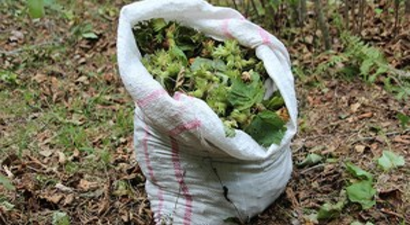 Fındıkta Fiyat Yükseliyor