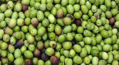 Gaziantep Zeytinde De Marka Olmak İstiyor