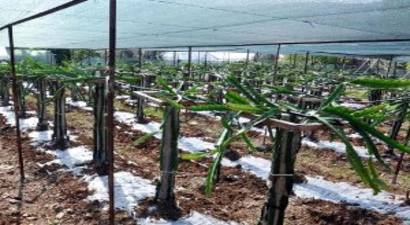 Gazipaşa`da Ejder Meyvesi Yetiştirildi