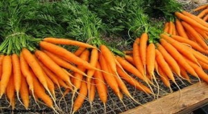 Havuçta Hasat Zamanı.