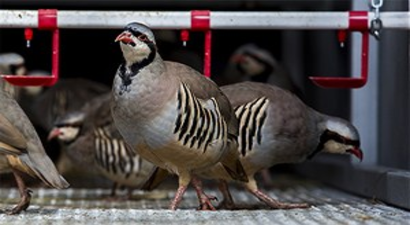 Hububata Süne Önlemi