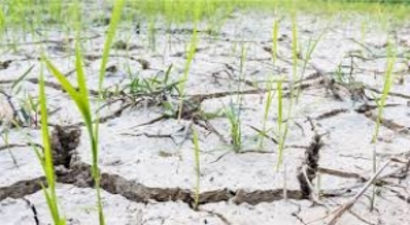 FAO: Ağır Hava Koşulları, Gıda Güvenliği İçin Tehdit!