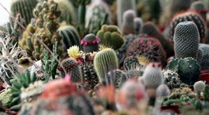 Kaktüsler Yok Olma Tehlikesiyle Karşı Karşıya