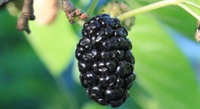 Mudurnu`da Bin Adet Kara Dut Fidanı Dikildi