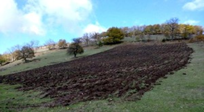 Keklikler İçin Özel Besin Tarlası