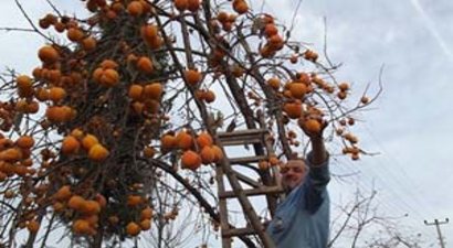 Kışın Habercisi `Cennet Hurması`