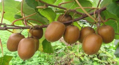 Yalova`da Kivi Dalından Satılıyor