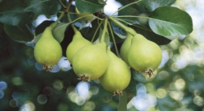 Kızık Armudu Tescillenecek