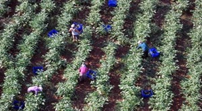 Kışlık Sebzeler Beklentileri Karşıladı