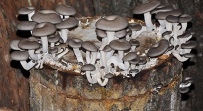 Köylünün Cebine Kayın Mantarı Dopingi