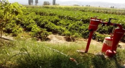 Kula Tarımında Bir İlk