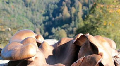 Kütüklerde İstiridye Mantarı Yetiştiriyorlar