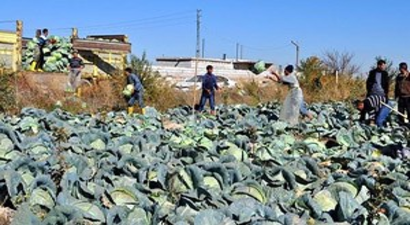 Lahana üreticisinin yüzü gülüyor