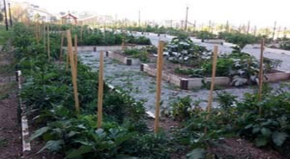 Mahalle Bostanı Eğitimleri, Çankaya`da Başlıyor