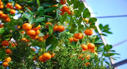 Mandalinada Düşük Rekolte Fiyatı Artıracak