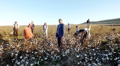 Pamuk Üreticisini Memnun Etmiyor