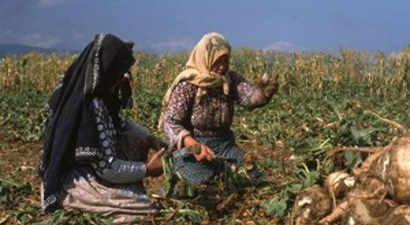 Pancar Üretimi Azalıyor