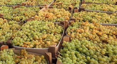 Rusya, 20 Ton Üzümü Türkiye`ye Geri Gönderdi