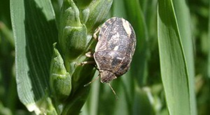 Bünyan`da Çiftçiye Süne Zararlısıyla Mücadele Anlatıldı