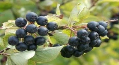 Köylüler Bu Bitkiyi Sevdi