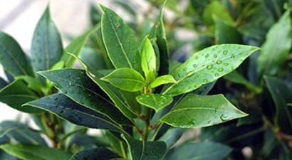 Tıbbi Aromatik Bitki İşleme Tesisi Köylüyü Kalkındıracak