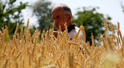 Türkiye Buğday Üretiminde Artış Öngörülüyor