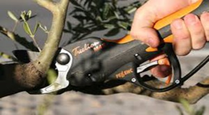 Üzüm Üreticisine Erken Budama Uyarısı