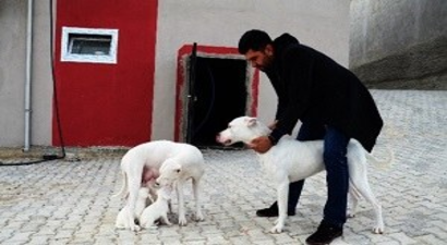 Yaban Domuzlarına Karşı Köpekli Tedbir