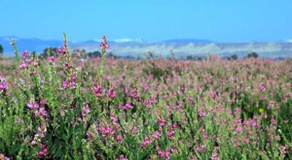 Yem Bitkileri Destekleme Ödeme Başvuru Süresi Doluyor