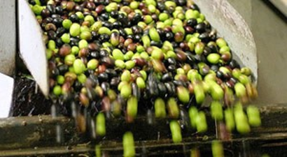 Zeytin Üretiminde Düşüş Bekleniyor