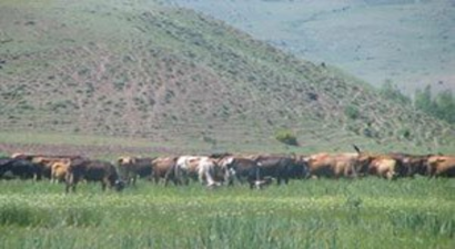 3 Mera Daha Islah Programına Alındı